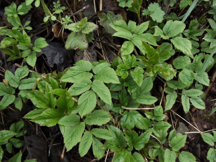 Ground Elder, Goutweed, Weed, Aegopodium podagraria