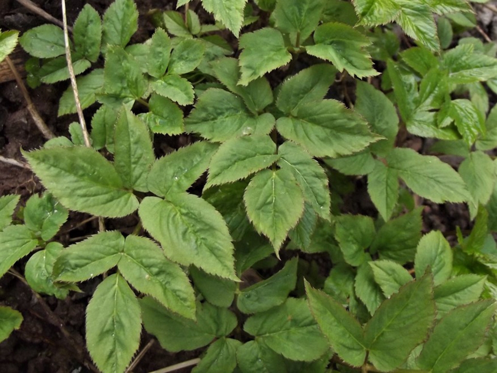 Ground Elder Goutweed Bishops Weed Aegopodium Podagraria