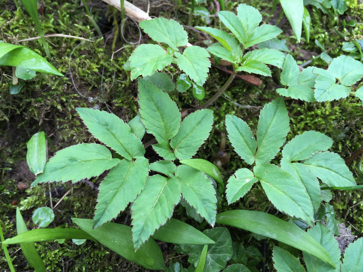 Ground Elder, Goutweed, Bishops Weed 