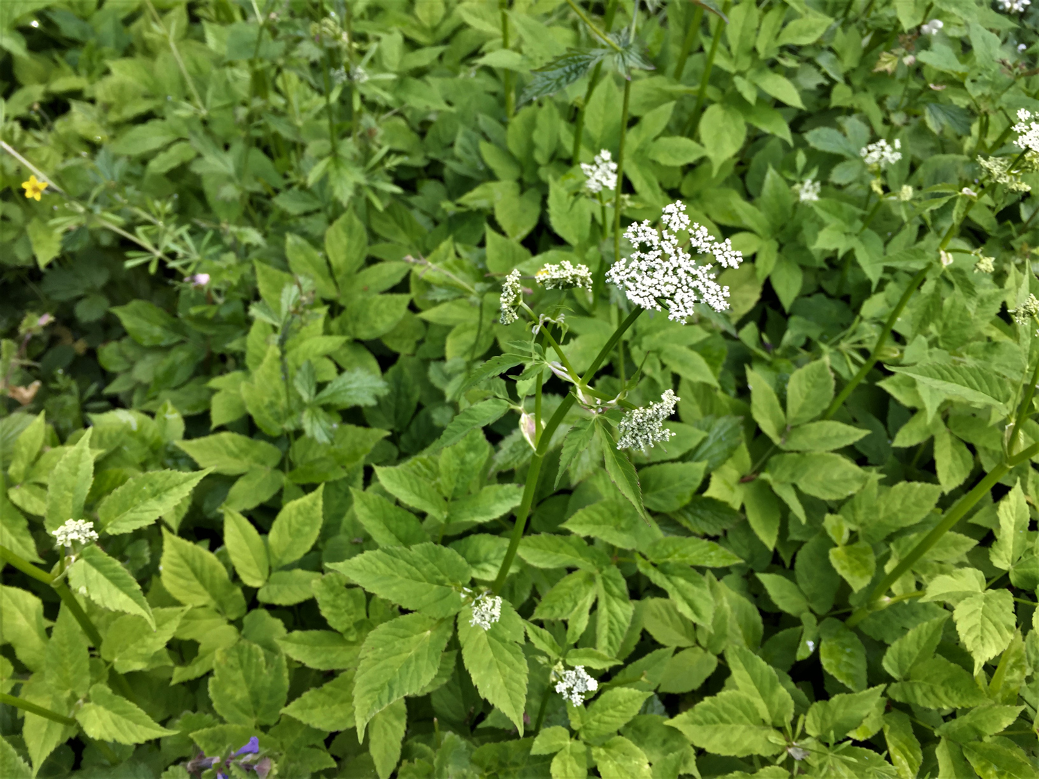 Image of Ground elder flowers