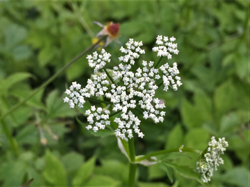 Ground Elder, Goutweed, Weed, Aegopodium podagraria