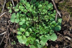 Hairy Bittercress