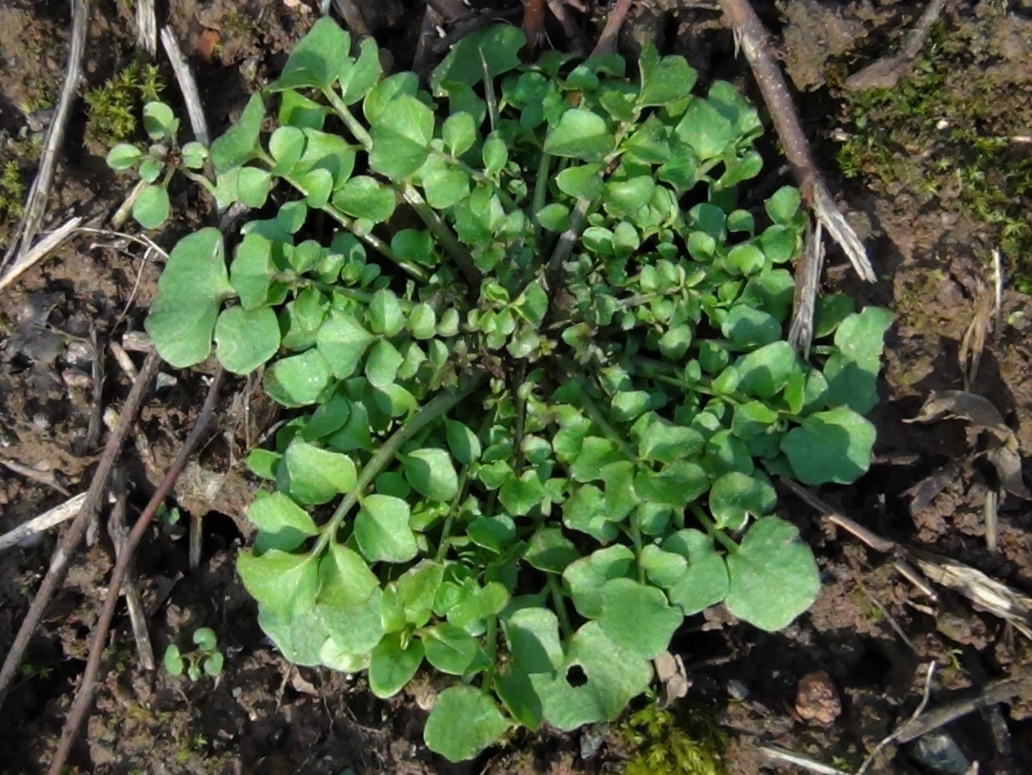 Hairy Bittercress, Cardamine hirsuta.