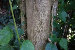 Trunk