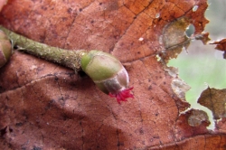 Female Flowers