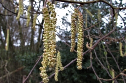 Male Flowers