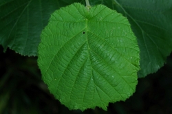 Leaves