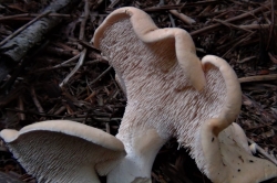 Hedgehog Fungus