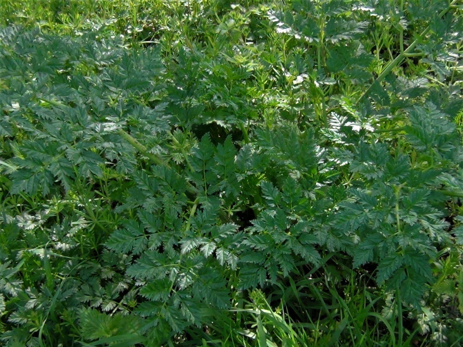 Hemlock, Poison Parsley, Conium maculatum