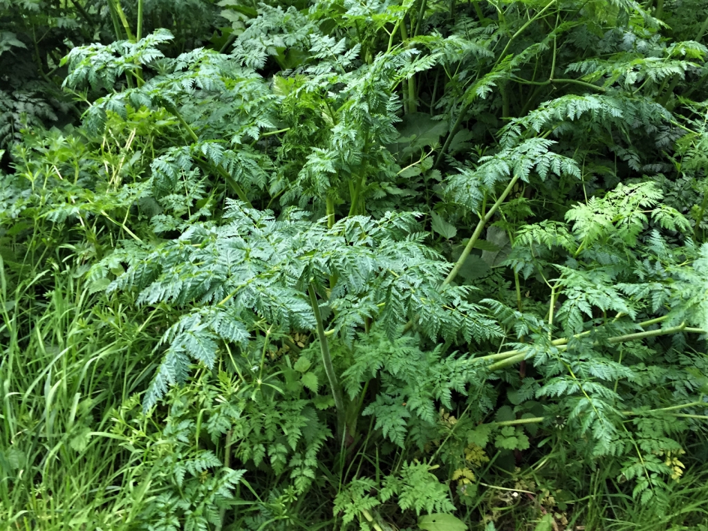 Hemlock, Poison Parsley, Conium maculatum