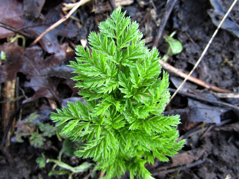 Hemlock, Poison Parsley, Conium maculatum
