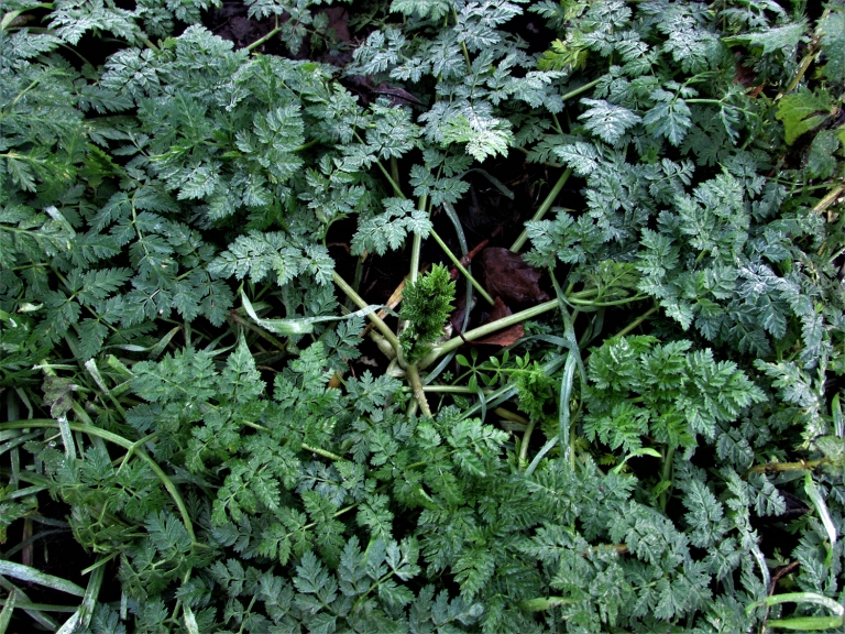 Hemlock, Poison Parsley, Conium maculatum