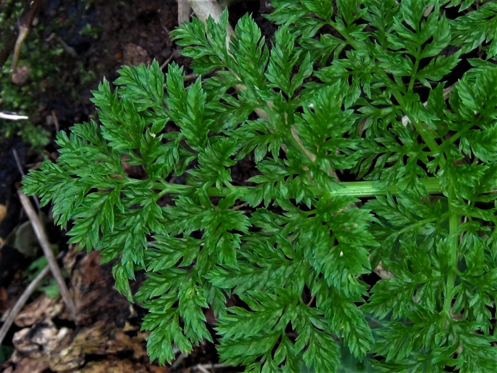 Hemlock, Poison Parsley, Conium maculatum