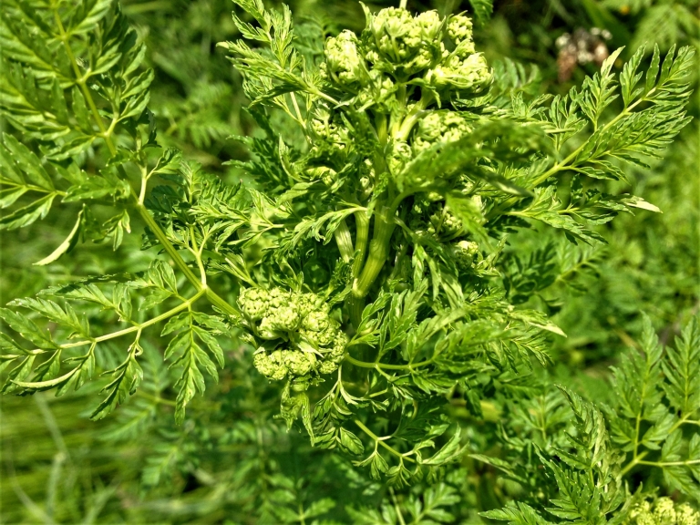 Hemlock, Poison Parsley, Conium maculatum