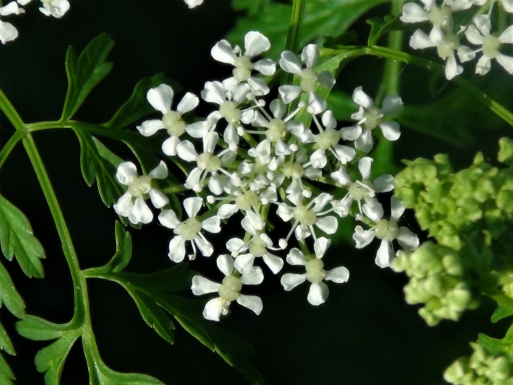 Hemlock, Poison Parsley, Conium maculatum