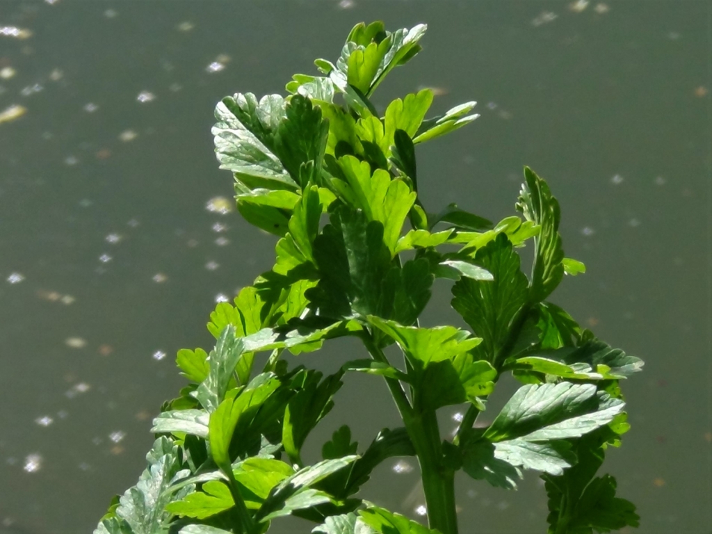 Hemlock Water Dropwort, Oenanthe crocata