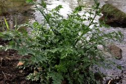 Hemlock Water Dropwort