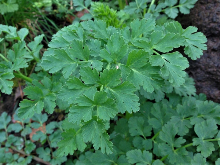 Hemlock Water Dropwort, Oenanthe crocata