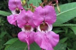 Himalayan Balsam