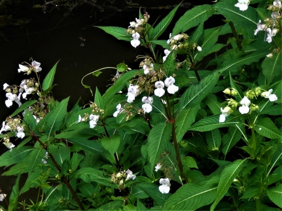 Himalayan Balsam Wild Food UK himalayan-balsam-wild-food-uk