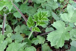 Hogweed