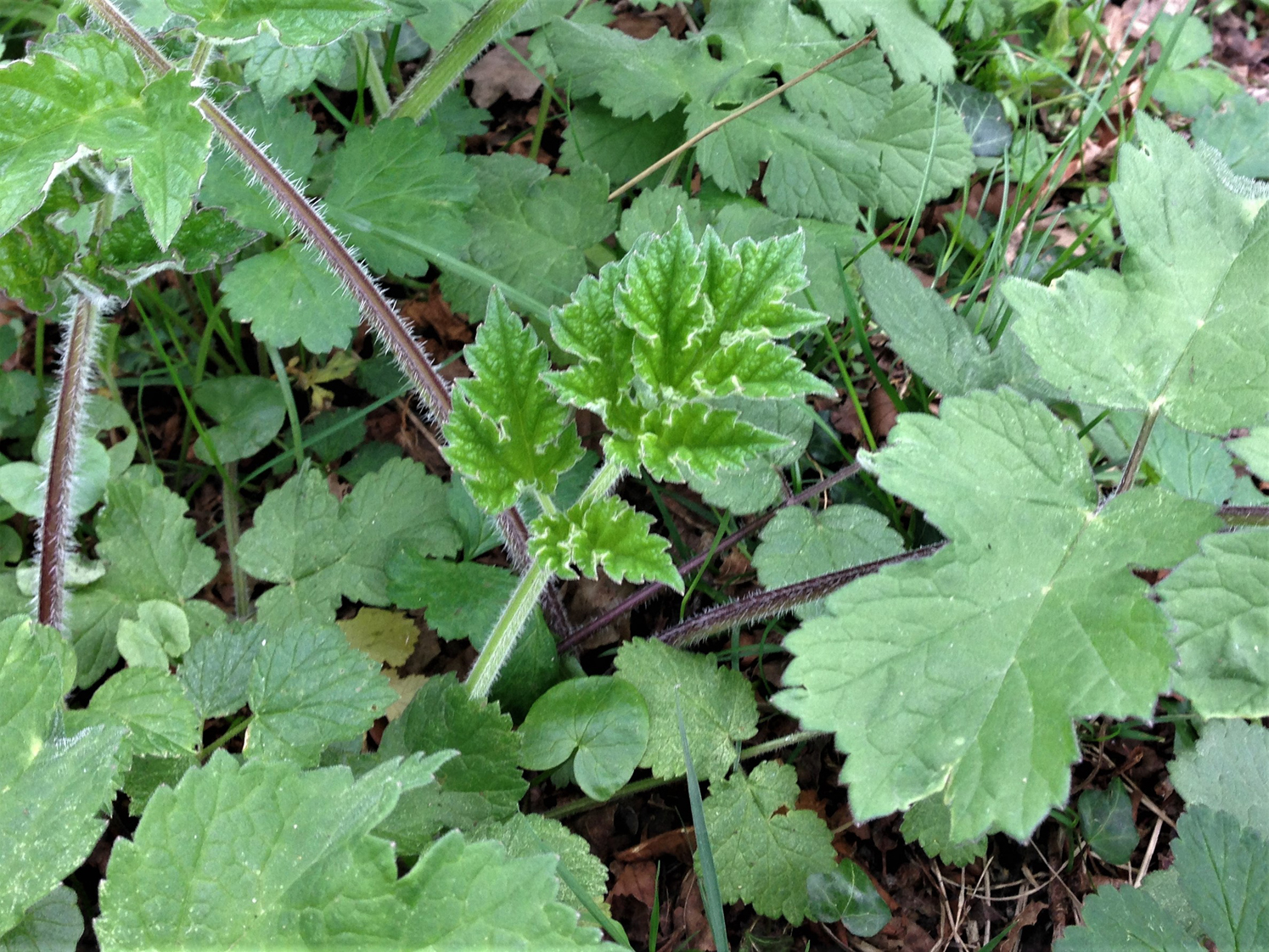 Hogweed, Cow Parsnip, Heracleum sphodylium