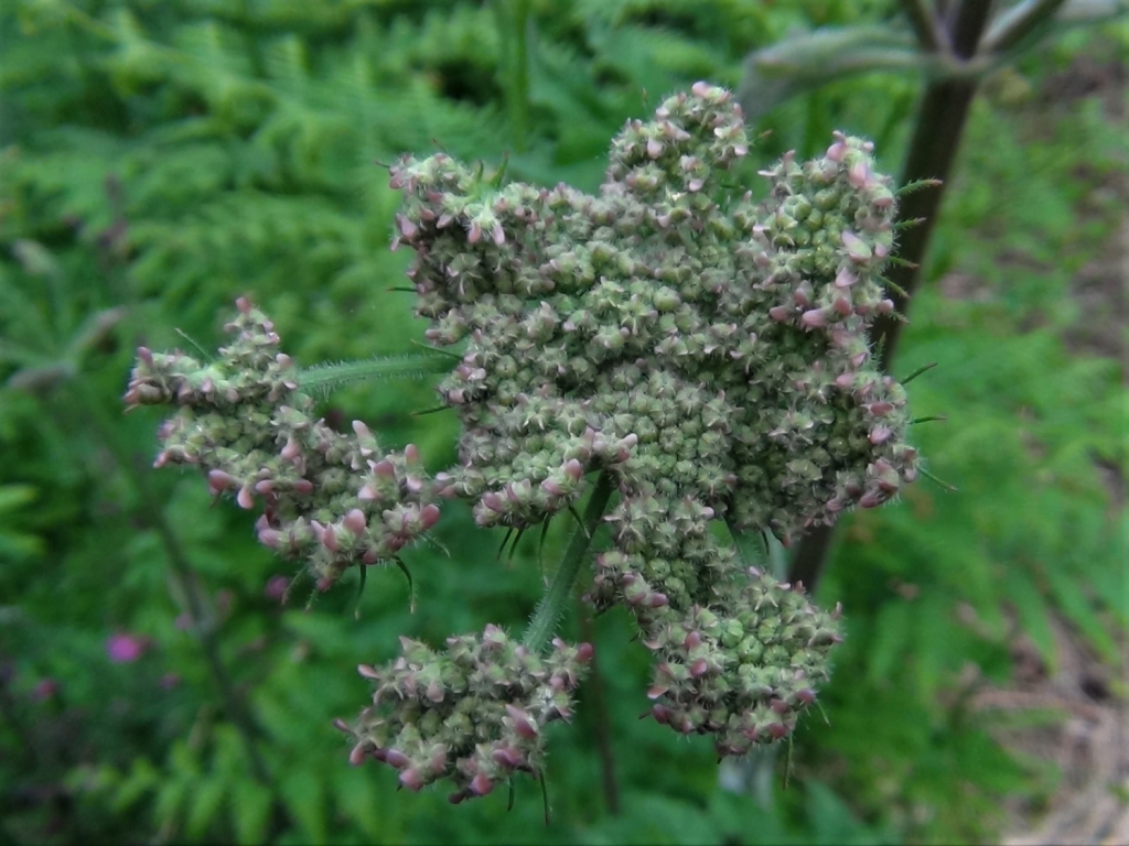 Hogweed, Cow Parsnip, Heracleum sphodylium