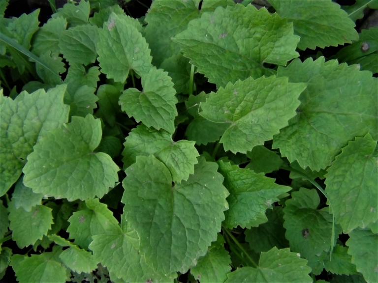 Honesty, Moonwort, Money Plant, Lunaria annua
