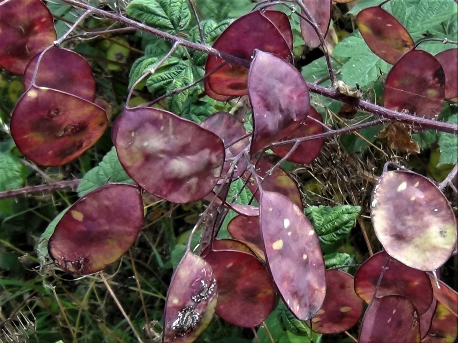 Honesty Moonwort Money Plant Lunaria annua