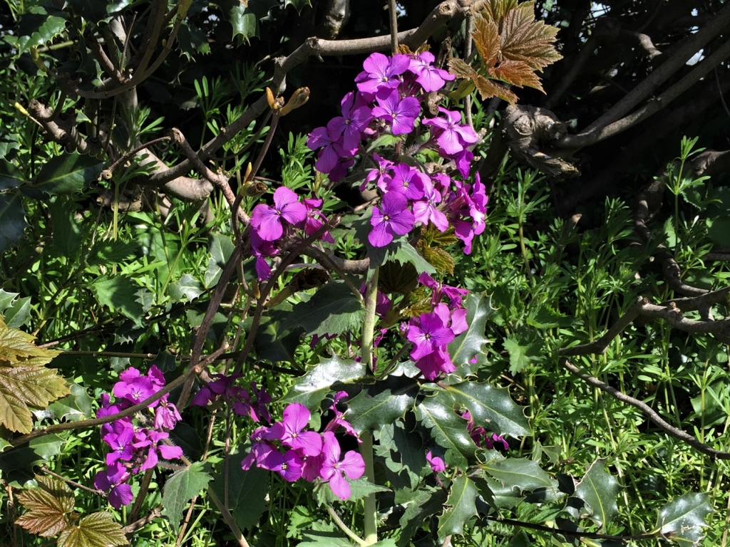 Honesty, Moonwort, Money Plant, Lunaria annua