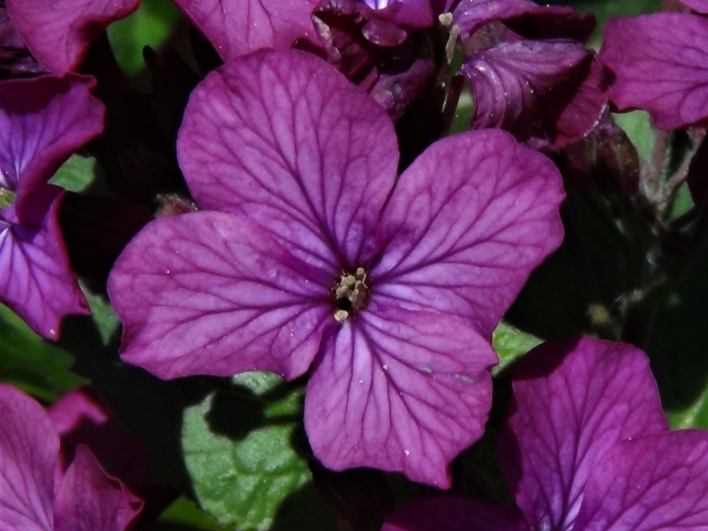 Honesty, Moonwort, Money Plant, Lunaria annua