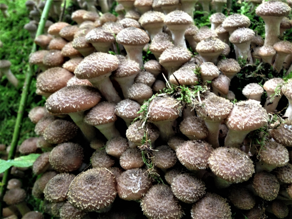 Honey Fungus