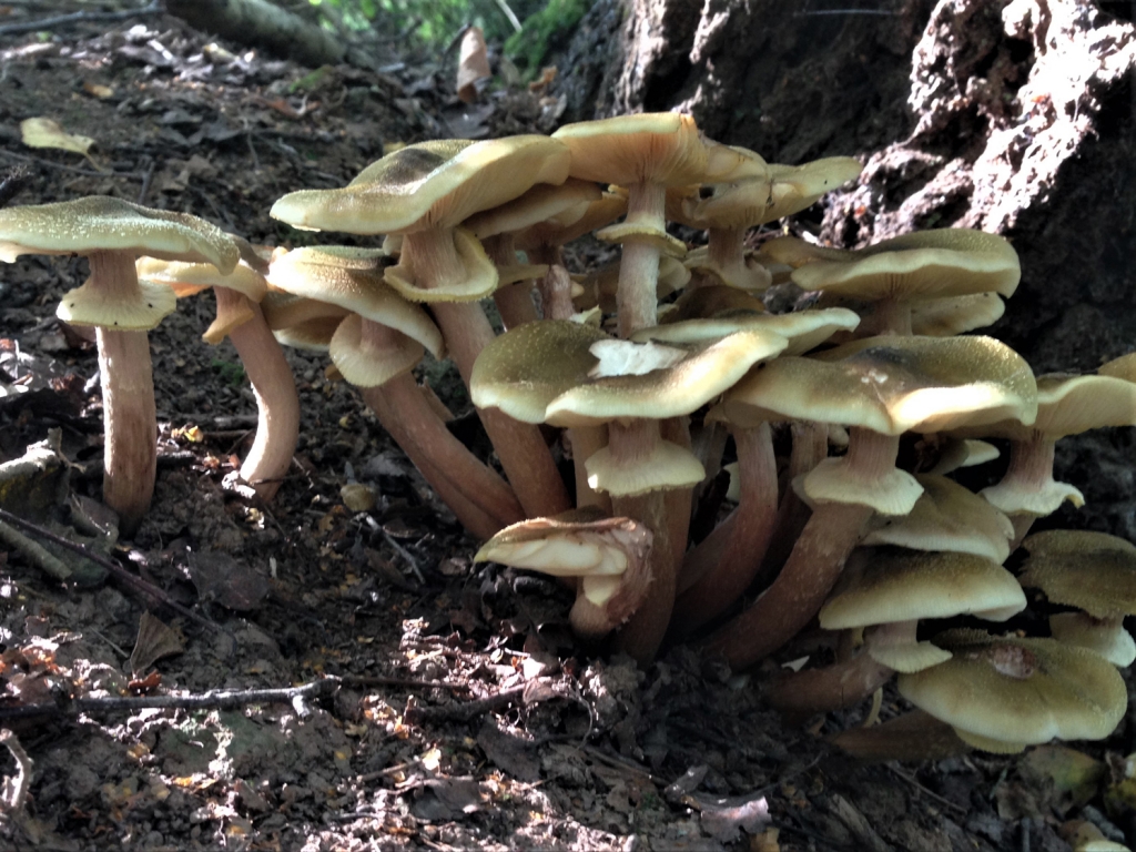 Honey Fungus