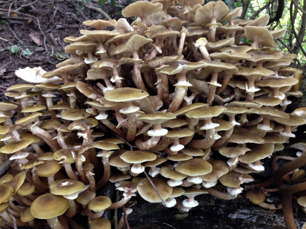 Honey Fungus