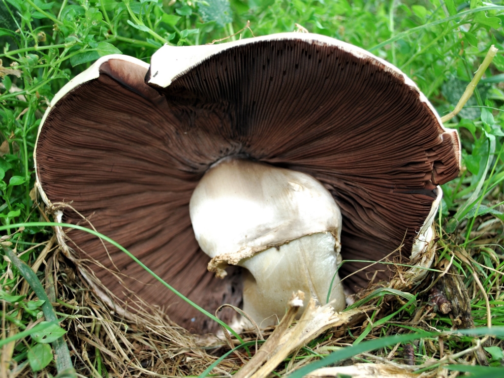 Horse Mushroom