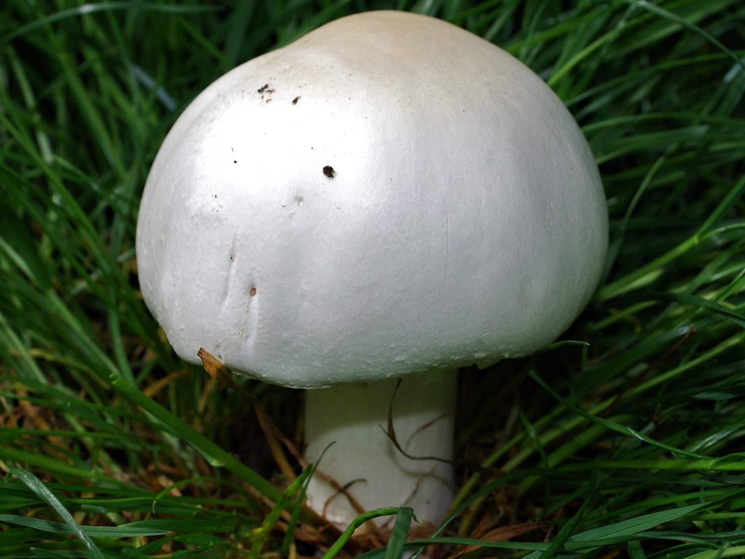Horse Mushroom