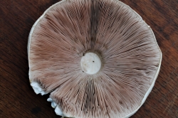 Gills