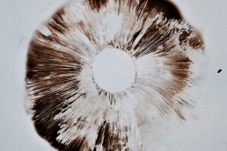 Spore Print