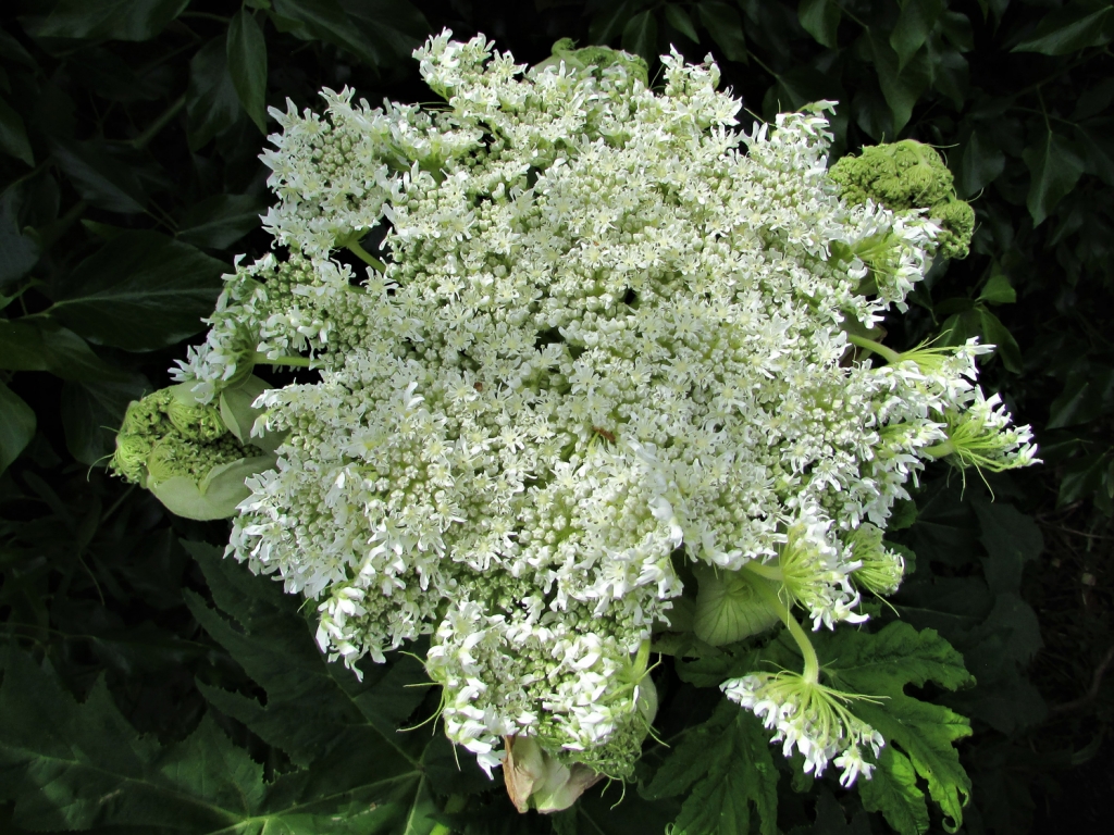 Giant Hogweed, Cartwheel Flower, Hogsbane, Giant Cow Parsley, Giant Cow
