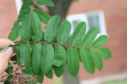 Leaves