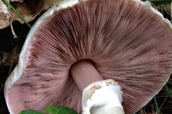 Gills