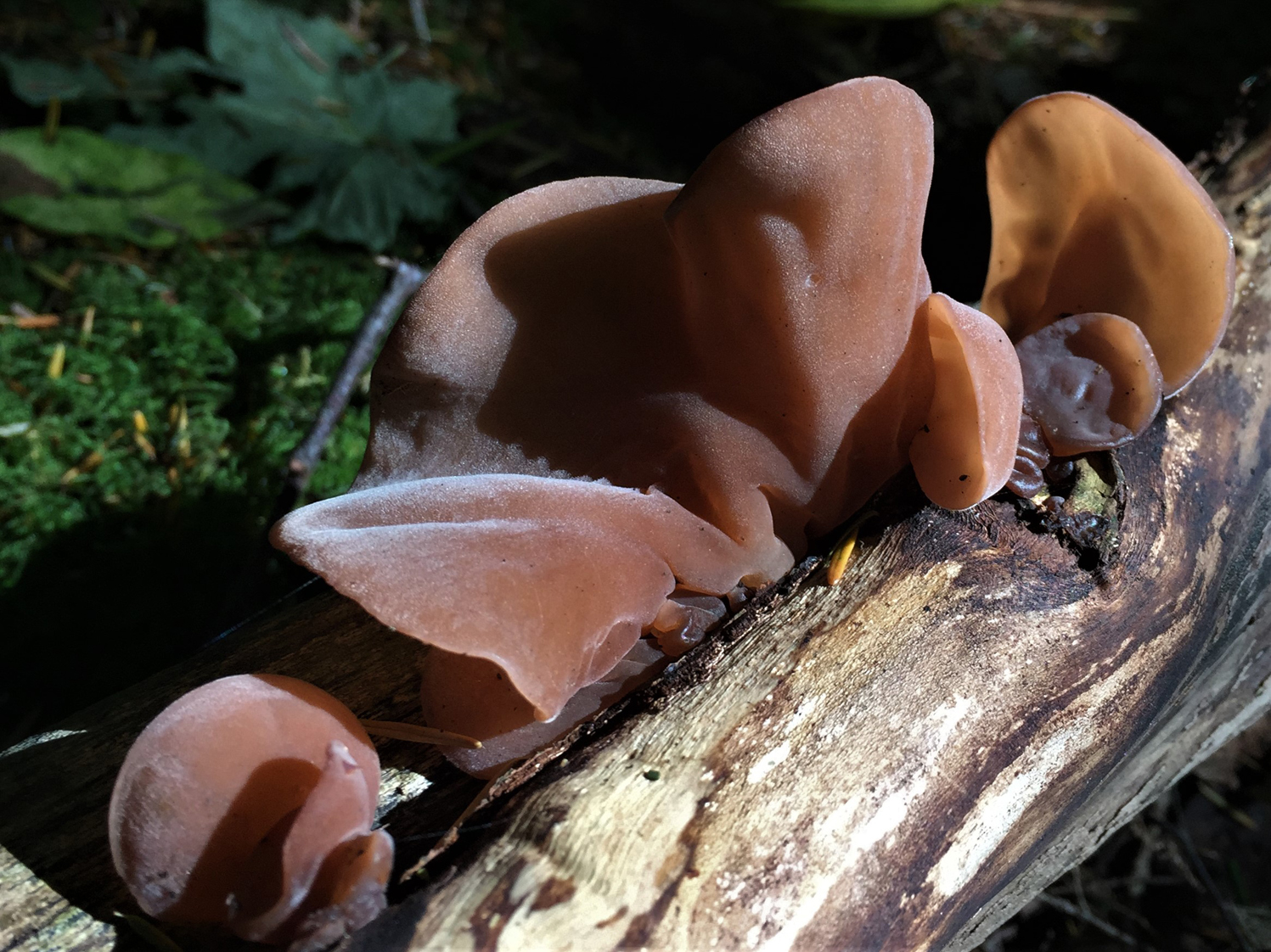 Wood Ears