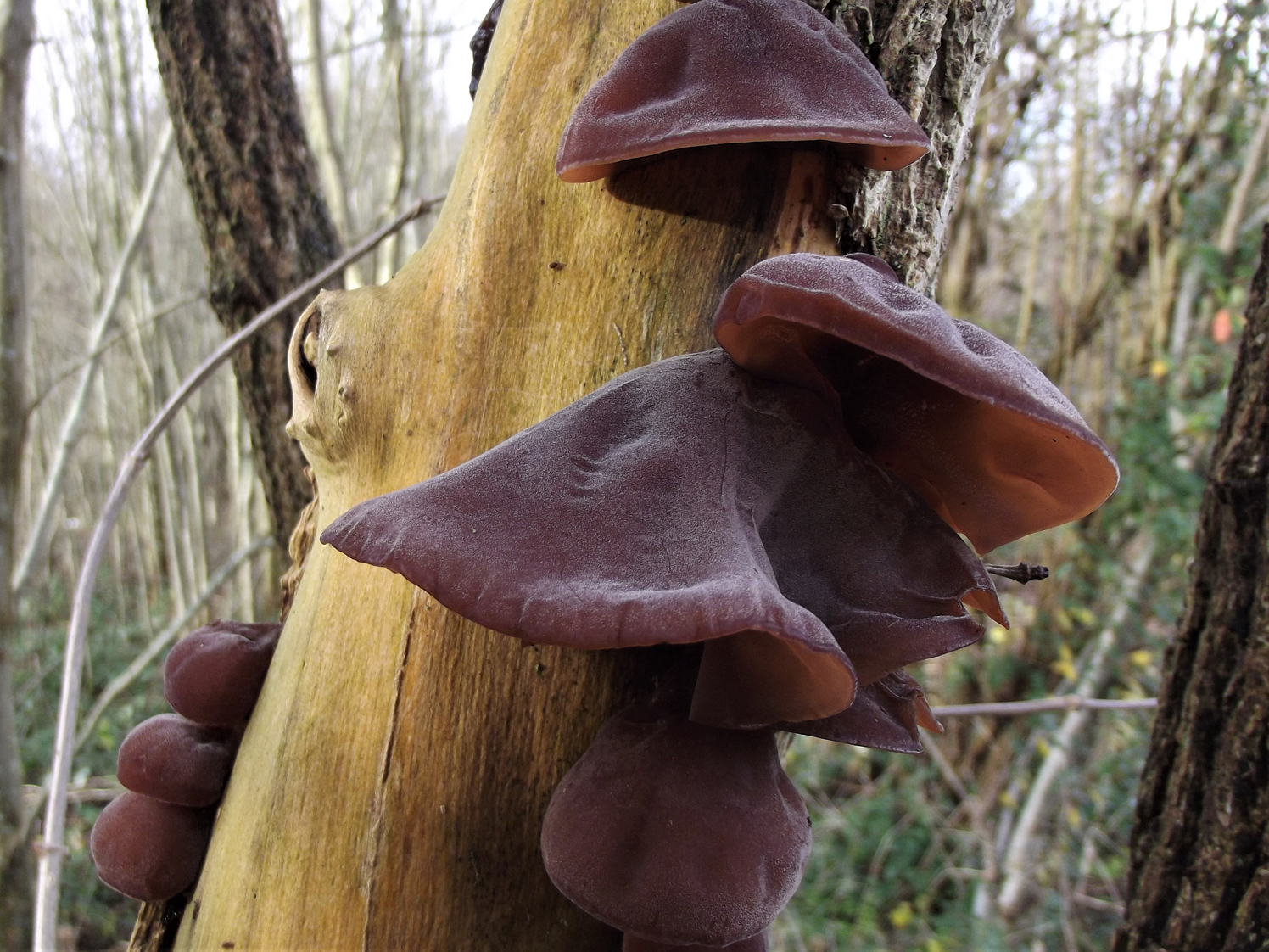 Wood Ears