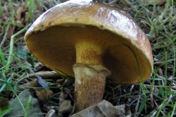 Larch Bolete