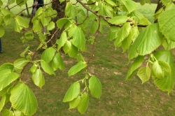 Lime Tree