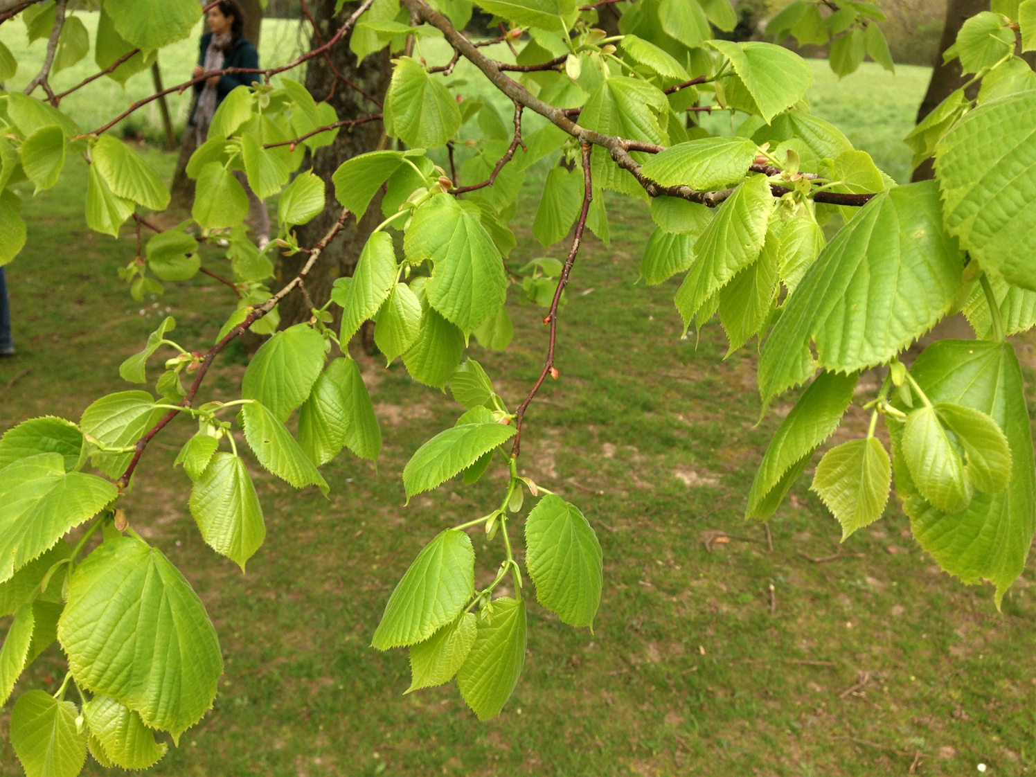 american linden tree leaves