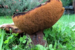 Lurid Bolete