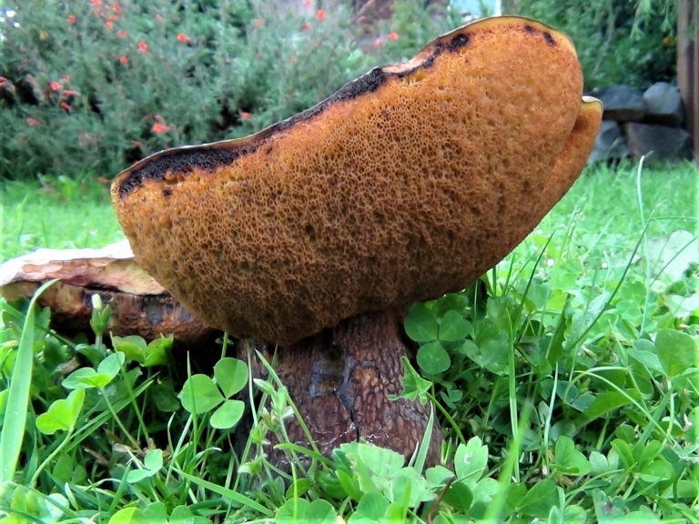 Lurid Bolete