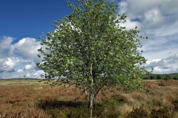 Habitat