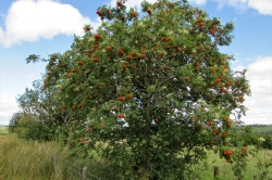 Rowan/Mountain Ash